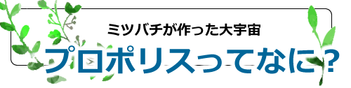 プロポリスタイトル